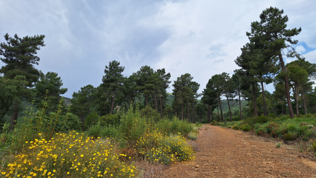 Yellow flowers, brown road, dark green pines