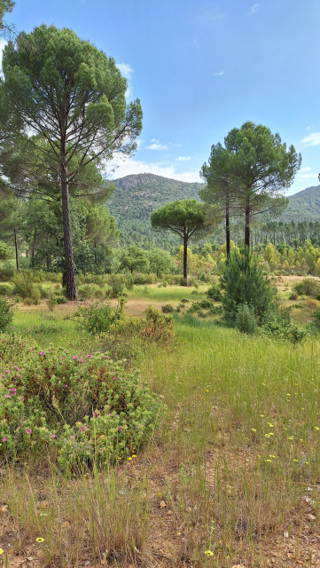 Pines, purple and yellow flowers, meadow, blue sky