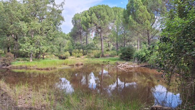 Pines and small muddy lake