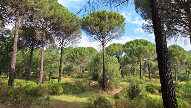 Pines, grass, blue sky