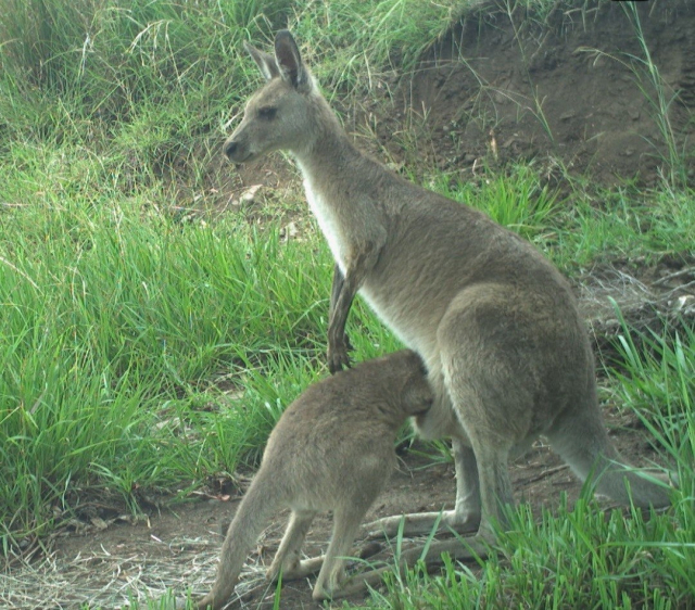 An eastern grey kangaroo stands looking watchful as her large joey rummages in her pouch.

(Pic: Queensland Trust For Nature - @qldtrustfornature on Insta)