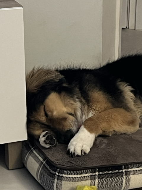 Dog sleeping with one paw under his face