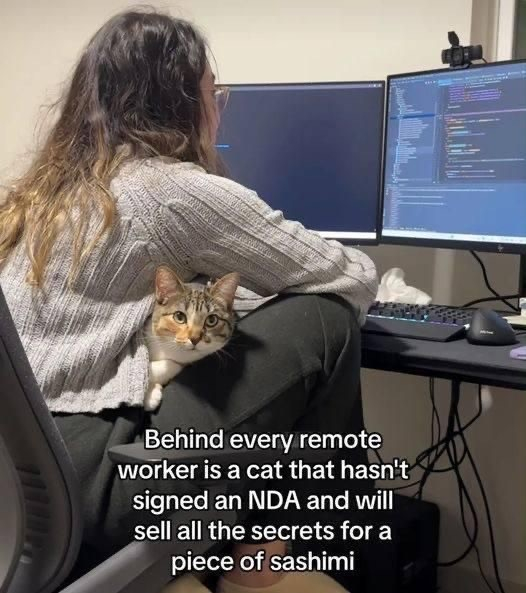 Person working at a computer desk with a cat sitting on their lap. Text overlay reads, "Behind every remote worker is a cat that hasn't signed an NDA and will sell all the secrets for a piece of sashimi."
