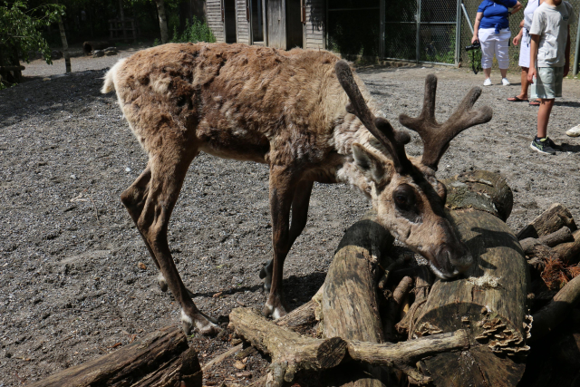 Ein Rentier frisst frisches Futter, das wir ausgelegt haben. Im Gehege stehen ein paar Menschen, das Tier stört sich nicht daran