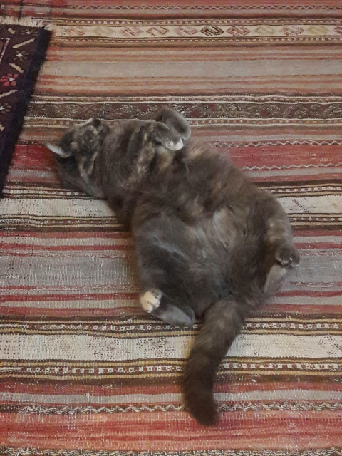 Chatte grise mélangée, couchée sur le dos sur un tapis kilim, les 4 pattes en l'air.