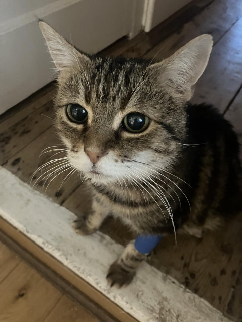 A photo of a tabby cat, with Disney eyes and a bandaged limb