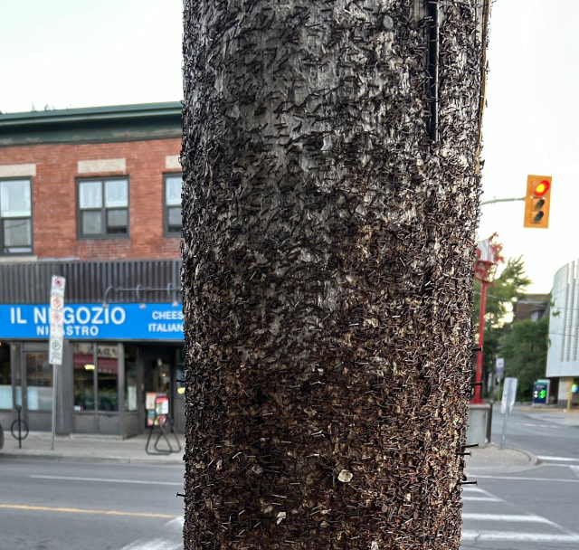 A close-up of a utility pole covered in numerous old staples, with a street intersection and a storefront sign in the background.