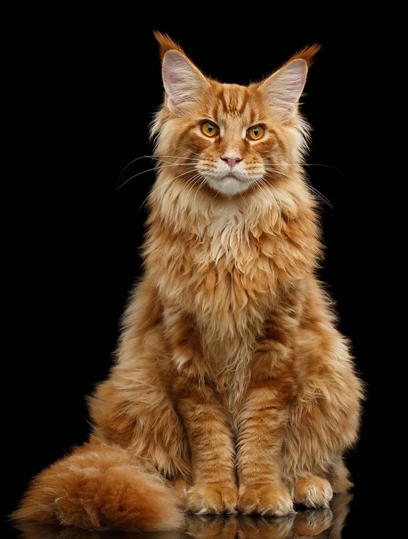 A photograph of a very fluffy and regal looking orange cat.