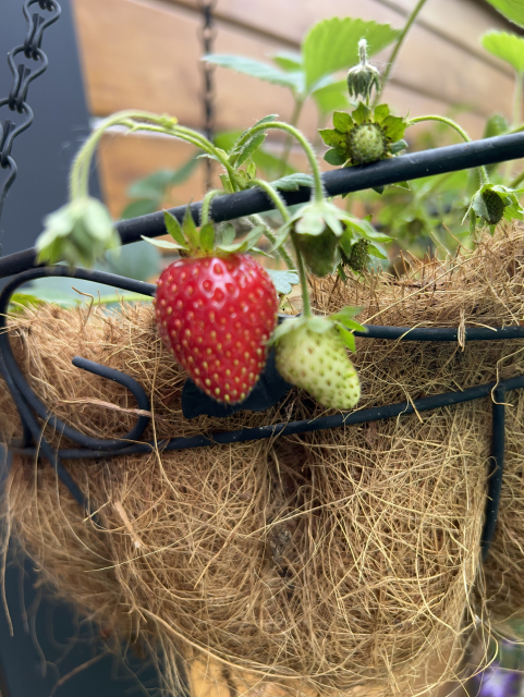 A red strawberry next to some not yet ready greens hanging out a coconut fiber hanging basket