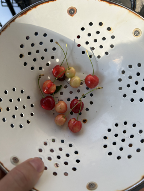 A white colander with 10 cherries of unequal maturity (not all red).