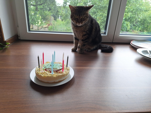 Cat with Birthday cake 