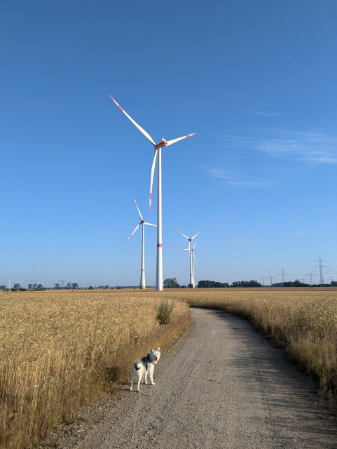 multiple wind generators along a path through a wheat field. A fluffy dog on the path. 