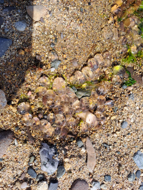 Clear see-through jellies on a sandy beach. They are small, size of the end of a thumb maybe, and have vertical ridges all around. Kinda shaped like acorns.