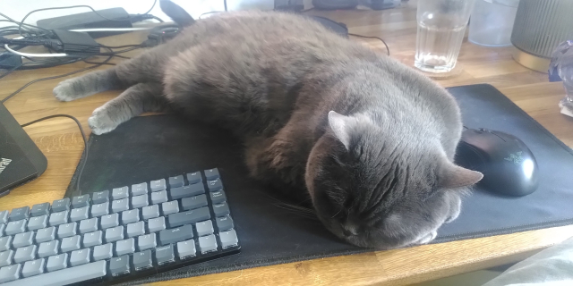 Pretty much the same thing except now the cat took the place of the keyboard which is away 