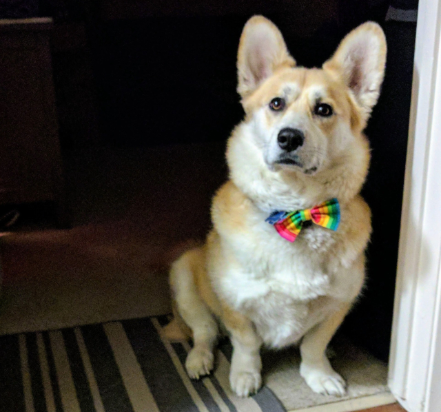 A large tan and white corgi mix sits in the entrance of a darkened room. He is wearing a rainbow striped bowtie attached to a collar that is completely obscured by fluffy white neck fur. Two large ears point forward as he stares off and the the left of the camera with a serious face, as if lost in thought.

He is probably thinking about food.