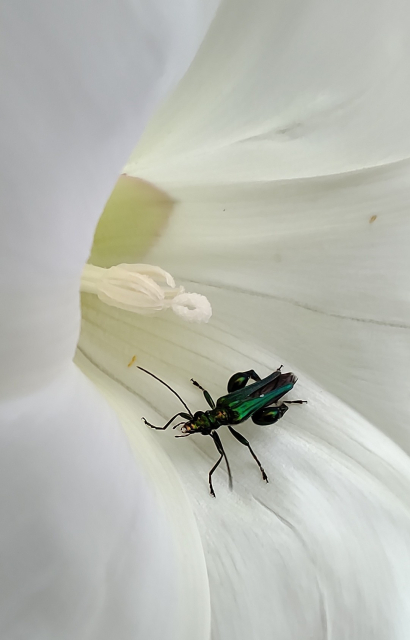 Close up of a dark green oil sheened insect among the white petals of a wild morning glory. Like a small fashionable bug on its way to a ball at the ivory staircase of a palace. The white folds of flower and stamen, clean and structured. 