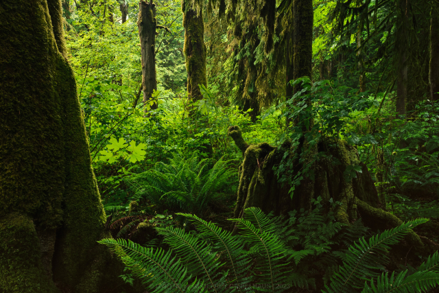 A temperate rainforest scene. Bordered by a large cedar on the left, a series of sword ferns in the foreground. A variety of salmonberry, moss covered stumps, and maple vine can be seen within the forest.