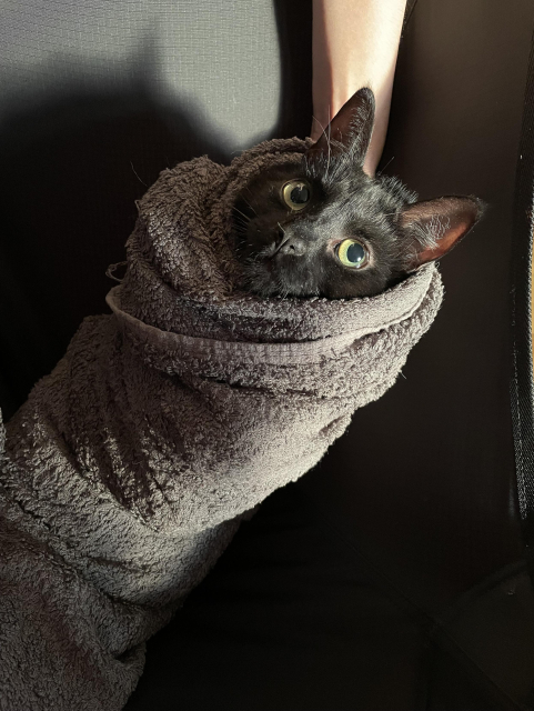 A black cat wrapped tightly in a grey towel. 