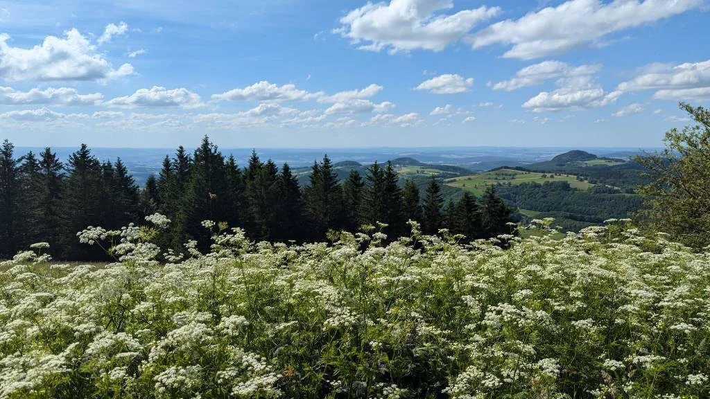 Blick von der Wasserkuppe in das Land der Rhön. Im Vordergrund eine Wiese mit vielen weißen Blüten. Im Hintergrund ein hügeliges Land.