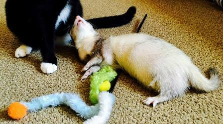 a cat and a ferret at play on a carpet. You can see some toys lying around, the ferret lying on its side and looking up to the cat who's head did not fit into the picture.