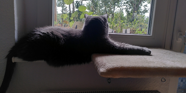 My cat Louis lying on the window sill with his paws on the cat bed attached to the window sill 