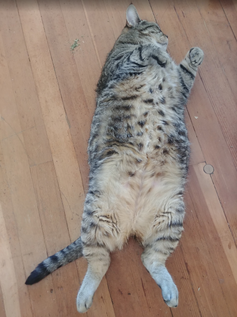 A photograph of a fat tabby cat, lying on its back.