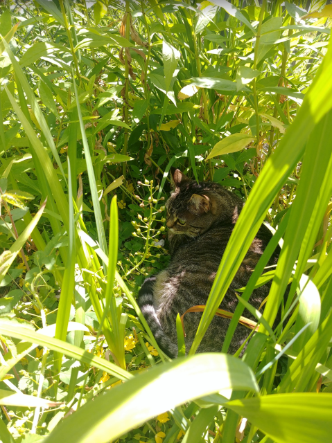 A photograph of a fat tabby, curled up in bushes.