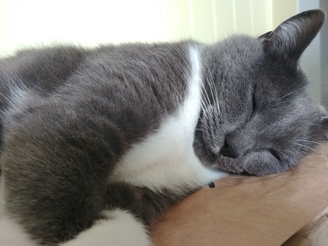 A photograph of a charcoal and white cat sleeping.