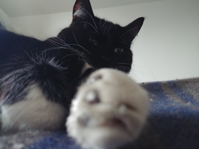 A photograph of a black and white cat, with its paw stretched towards the camera.