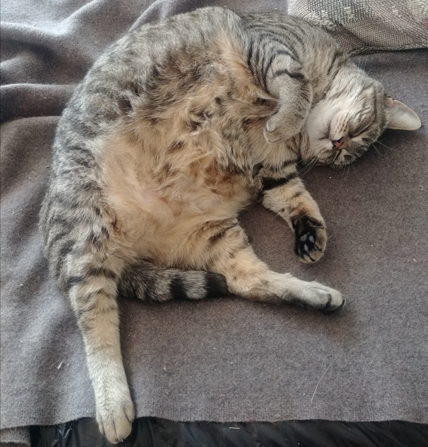 A photograph of a fat tabby, somehow having achieved the super-positional state of sitting on her butt and lying on her back.