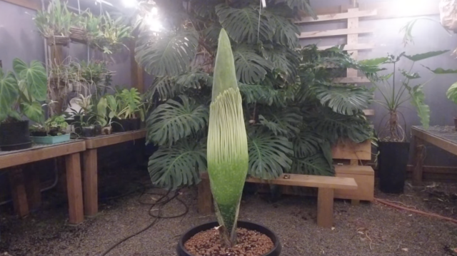 The Titan Arum at night.