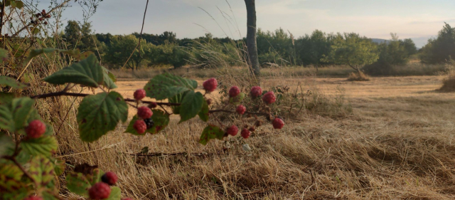 A (slightly out of focus) branch with red-coloured, still not ripe wild blackberries in the foreground, and a sunlit meadow in the background.