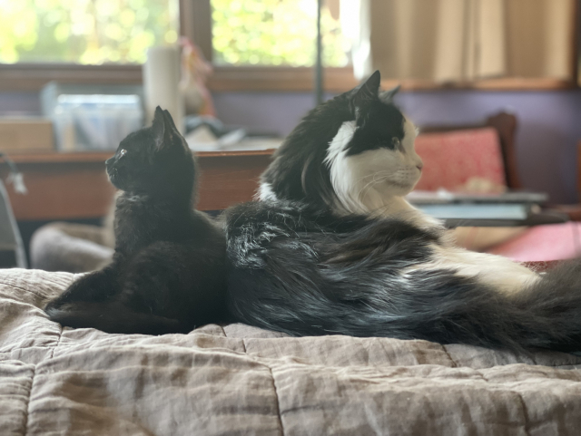 Black kitten sitting back-to-back against a large fluffy tuxedo tomcat.