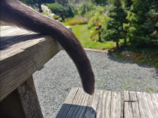 Photograph of a cat's tail, hanging off the edge of a staircase step, with greenery in the background.