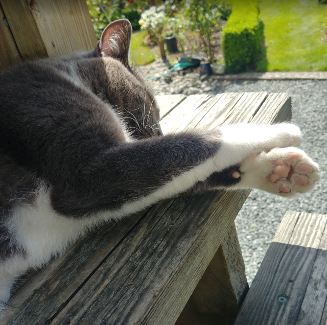 A photograph of a cat sleeping on the staircase in the shade, with greenery in the background.