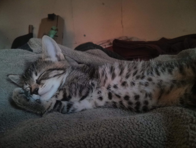 A photo of a tabby kitten with a spotted belly, sleeping on it's side.