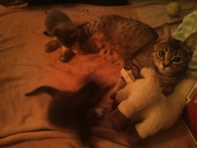 A photo of the same tabby cat, a few years later with kittens.