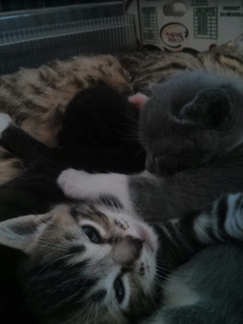 A photograph of three kittens cuddled together, with the tabby mom's belly in the background.

A tabby kitten looks back at the camera. This is the brother of the black and grey sisters in the photo, who went missing.