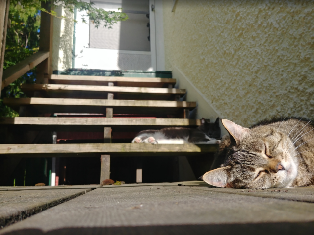 A photo of the tabby mother, Sally, lying on her side with the sun on her face. Between here ear tips, you can see her daughter, Ashley, slightly out of focus.