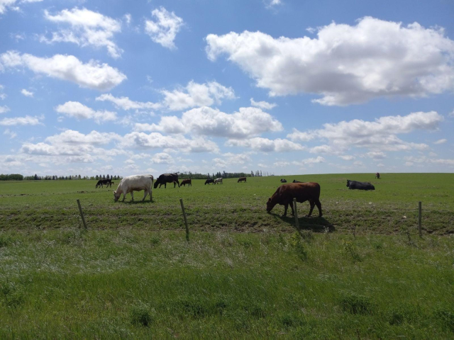 White and brown cows happily grazing on bright green grass under a blue sky with puffy clouds, right down the road from the farm where the space junk media event just happened.  Are there any space junk pieces in this field?  Maybe.