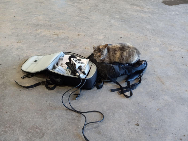 2 black backpacks laying on the concrete floor, one open with a news mic sitting on top, the other closed with a brown and black cat curled up on top.