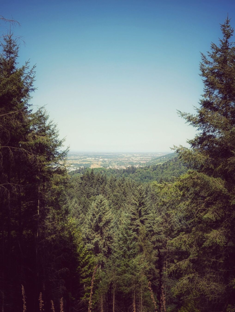 Blick aus eine kleinen Schneise über einen Nadelwald in die Rheinebene. In der Mitte ist eine Burgruine zu erkennen.