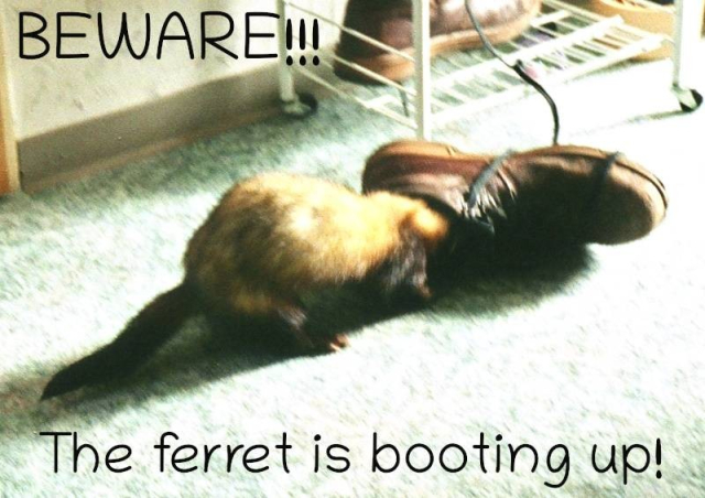 Foto von einem Frettchen, das mit dem Kopf in einem Stiefel steckt. Text: "BEWARE!!! The ferret is booting up!" /// Photo of a ferret sticking its head into a boot. Text: "BEWARE!!! The ferret is booting up!"