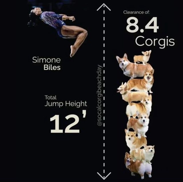 Graphic showing Simone Biles jumping, noting that it's a total jump height of 12 feet which is a clearance of 8.4 corgis. It has 8.4 corgis stacked next to her jumping.