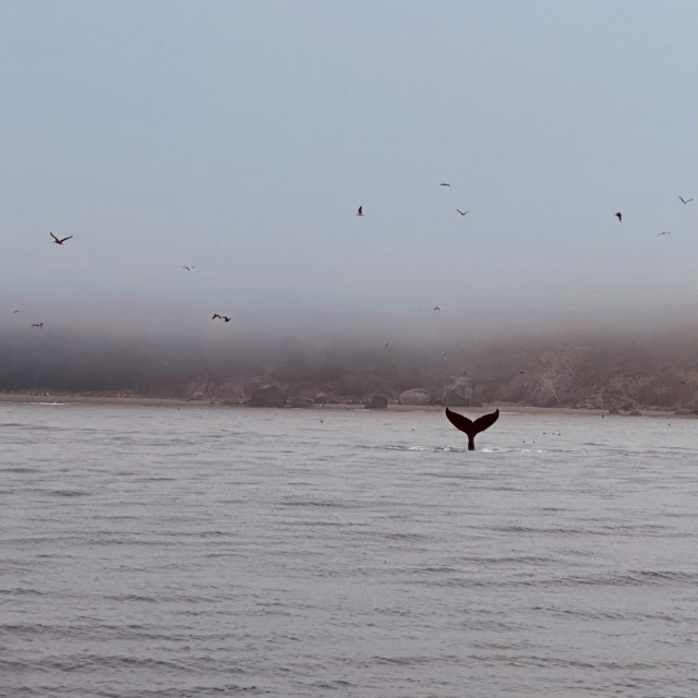 A photo of a humpback whale in the water with birds around it