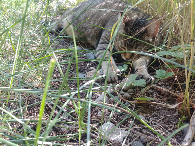 A chubby tabby cat, sleeping in the shade of tall grass, on bed of strawberries.