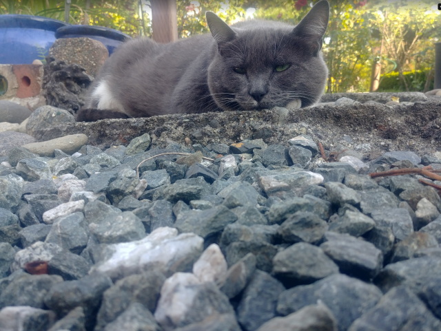 A photo of a gray and white cat, sleeping on piece of concrete with it's head resting on its paws.