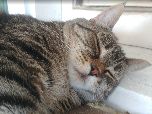 A photo of tabby cat, sleeping with its head resting on a window sill.