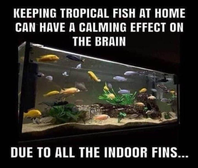 Photo of a tropical fish tank with several colourful fish swimming around ornamental rocks and plants set on a sandy bottom. 

Caption: KEEPING TROPICAL FISH AT HOME CAN HAVE A CALMING EFFECT ON THE BRAIN

DUE TO ALL THE INDOOR FINS...