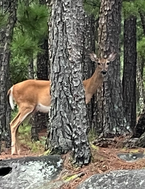 A beautiful deer standing between pine trees in the woods staring at me 